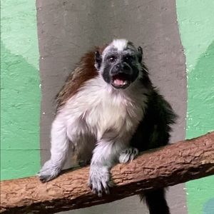 Meet your Posher, Owen